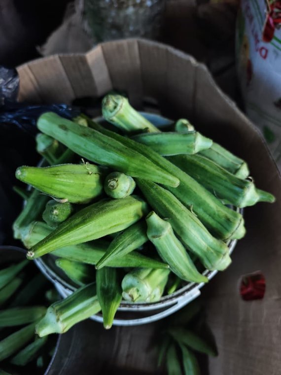 Okra in the bucket