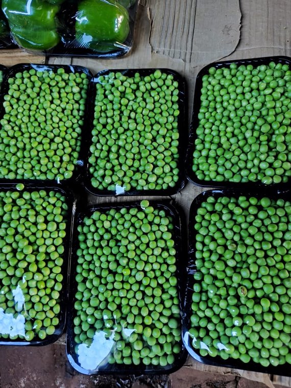 Garden peas in trays